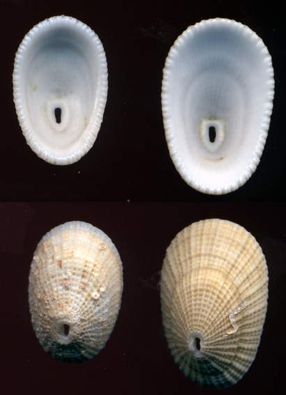 Diodora italica?